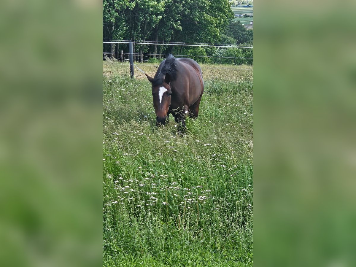 Österreichisches Warmblut Stute 19 Jahre 166 cm Schwarzbrauner in St. Georgen am Ybbsfelde