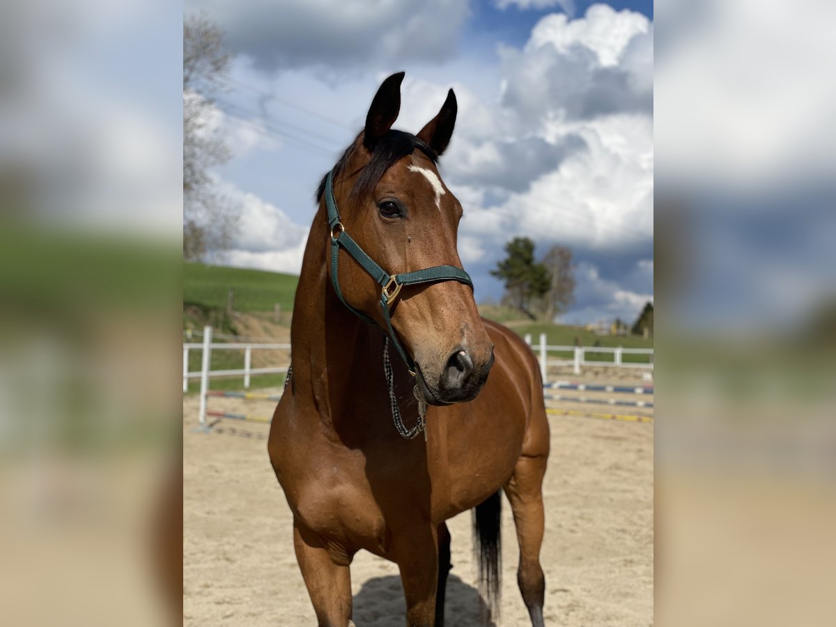 Österreichisches Warmblut Stute 19 Jahre 178 cm Brauner in St. Oswald