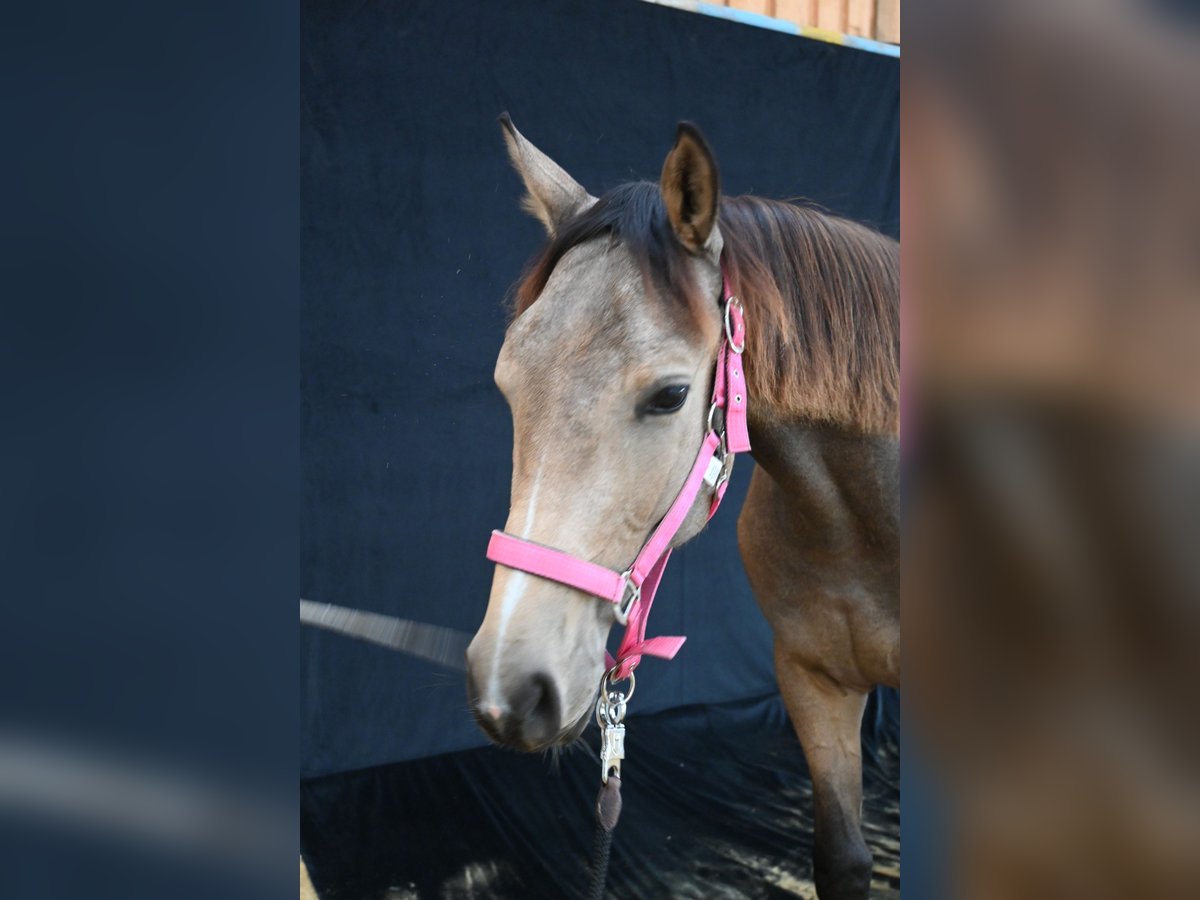 Österreichisches Warmblut Stute 1 Jahr 168 cm Buckskin in Großtaxen