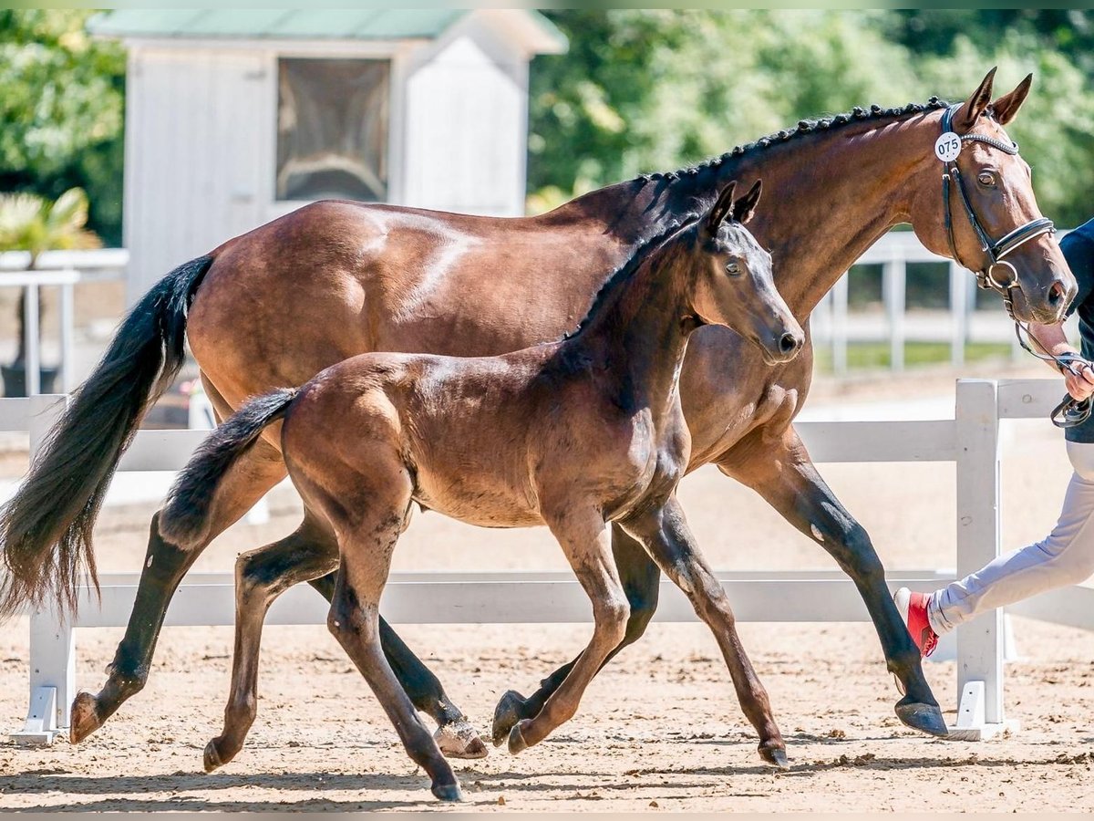 Österreichisches Warmblut Stute 1 Jahr 169 cm Schwarzbrauner in Steindlberg