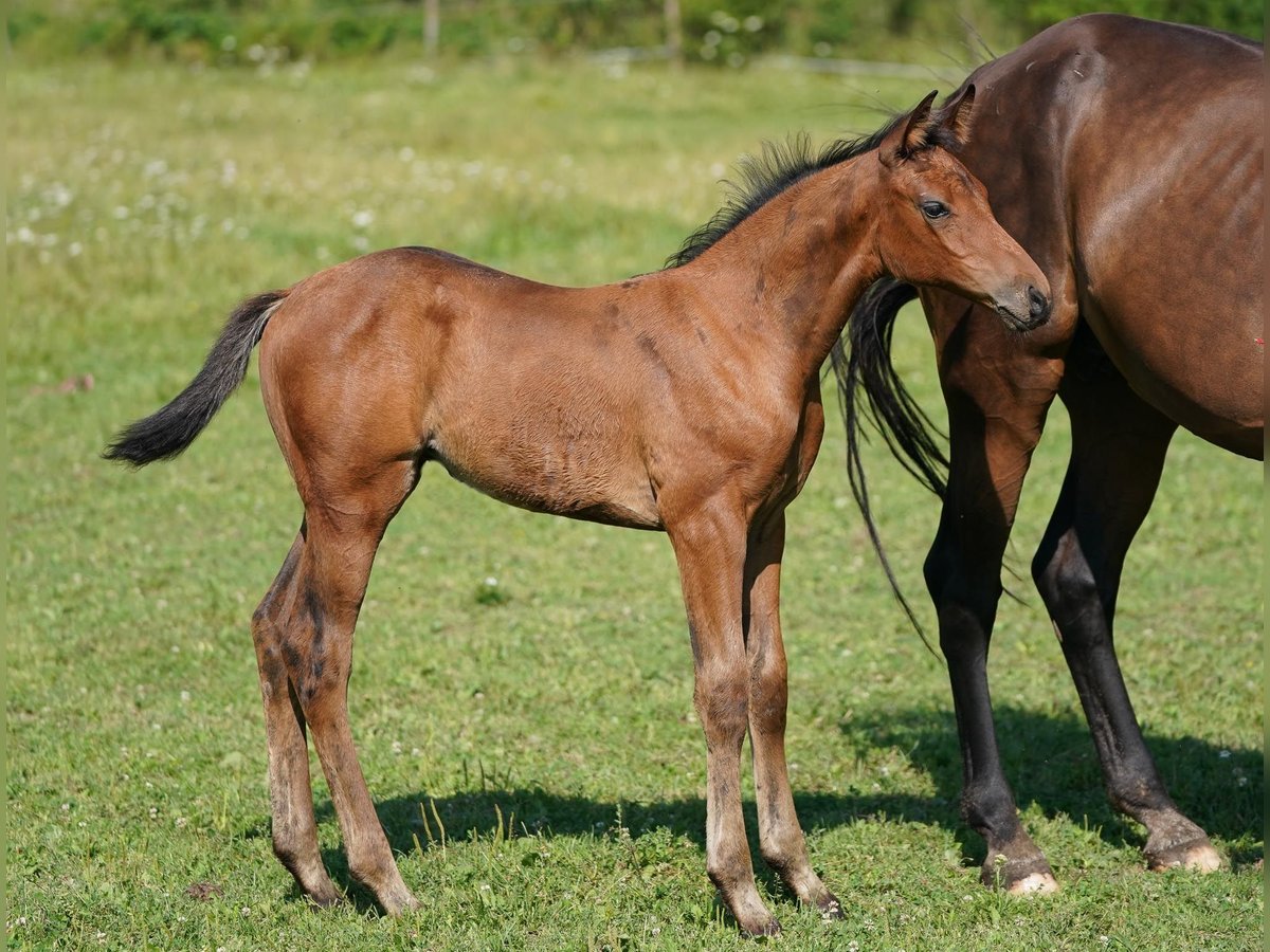 Österreichisches Warmblut Stute 1 Jahr 170 cm Brauner in Ceske Budejovice