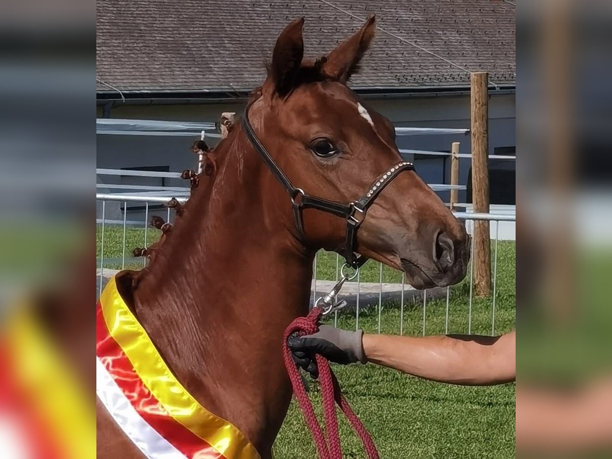 Österreichisches Warmblut Stute 1 Jahr 170 cm Fuchs in Grosskirchheim