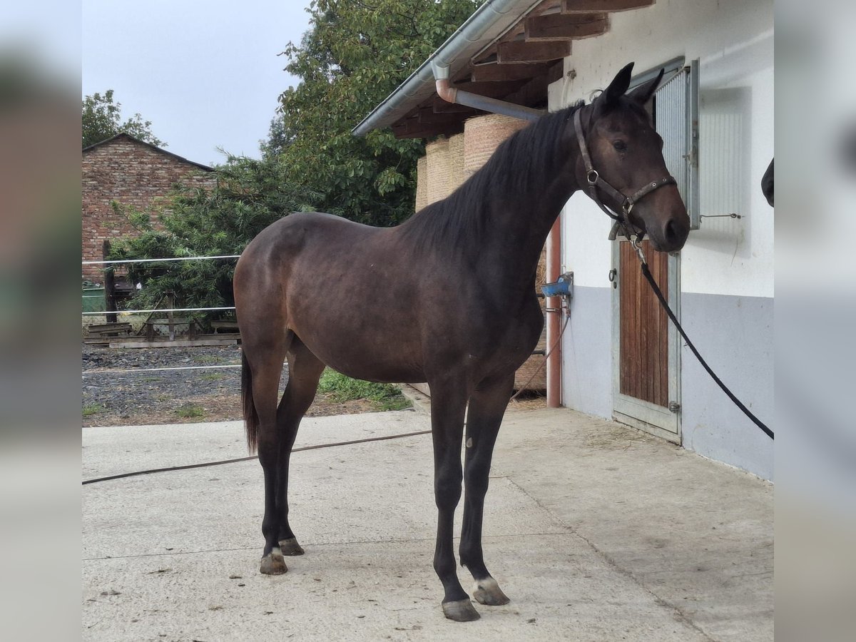 Österreichisches Warmblut Stute 1 Jahr in Bad Radkersburg