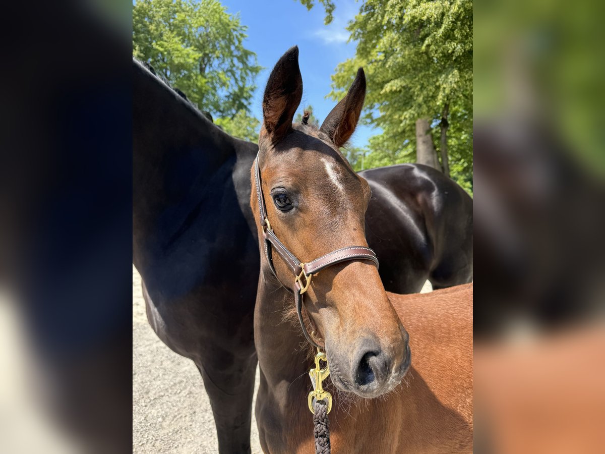 Österreichisches Warmblut Stute 1 Jahr Dunkelbrauner in Ebersdorf