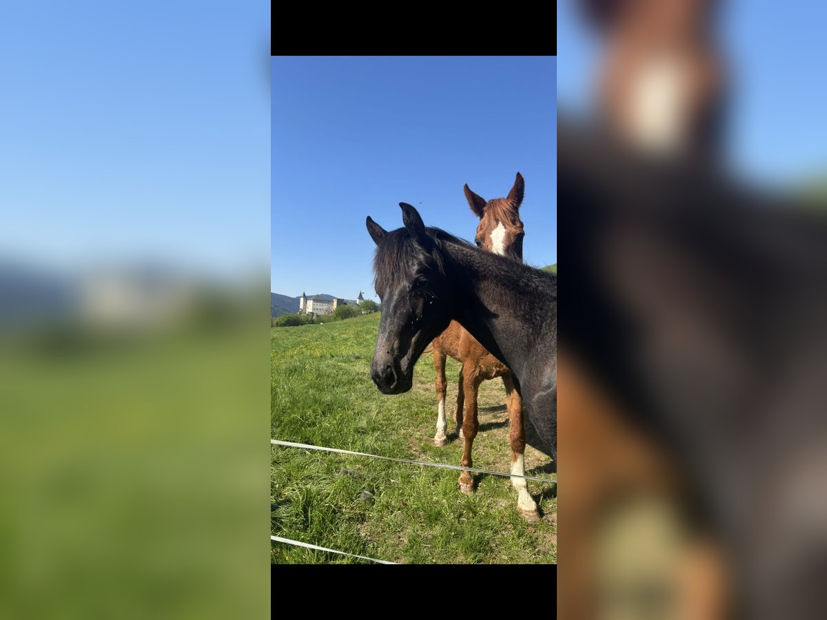 Österreichisches Warmblut Stute 1 Jahr Schimmel in Stra&#xDF;burg