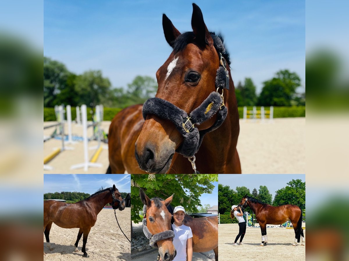Österreichisches Warmblut Stute 21 Jahre 162 cm Brauner in Türkenfeld Österreichisches Warmblut Stute 21 Jahre 162 cm Brauner in Türkenfeld