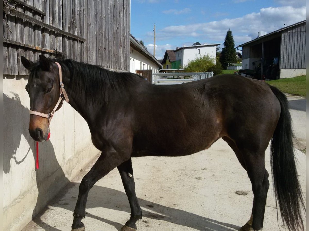 Österreichisches Warmblut Stute 22 Jahre 161 cm Dunkelbrauner in Gschwendt