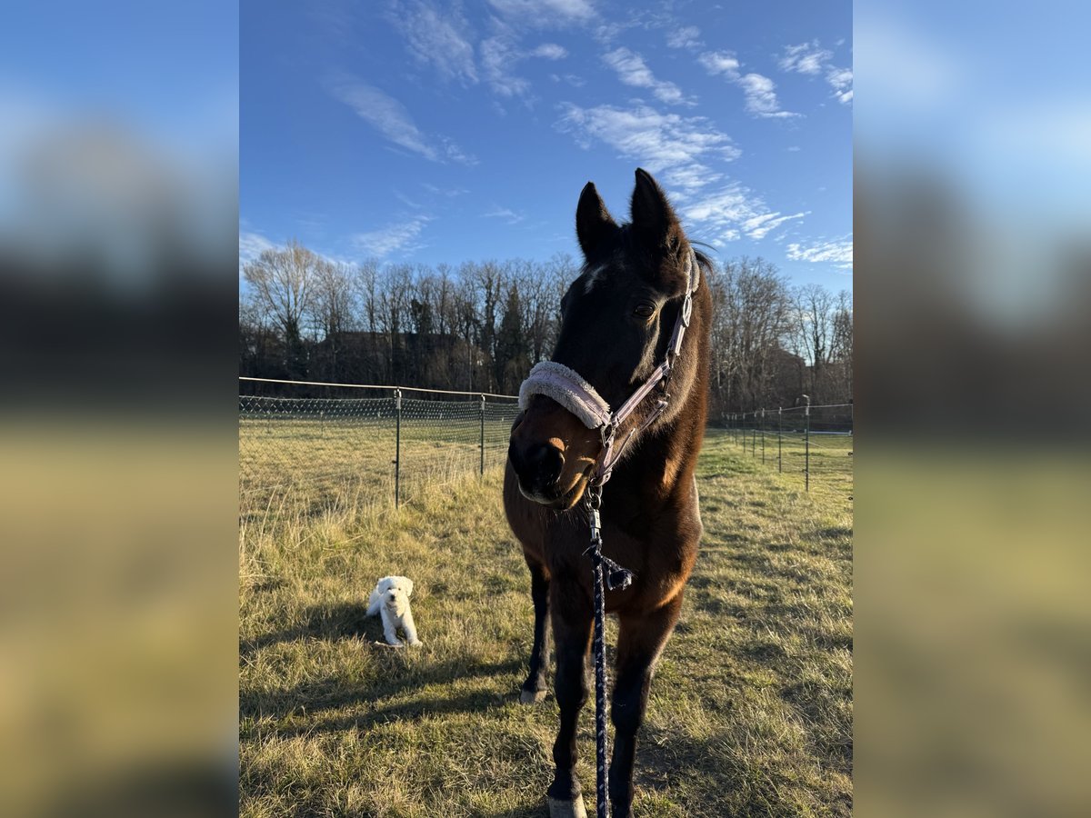 Österreichisches Warmblut Stute 27 Jahre 160 cm Brauner in Leobersdorf