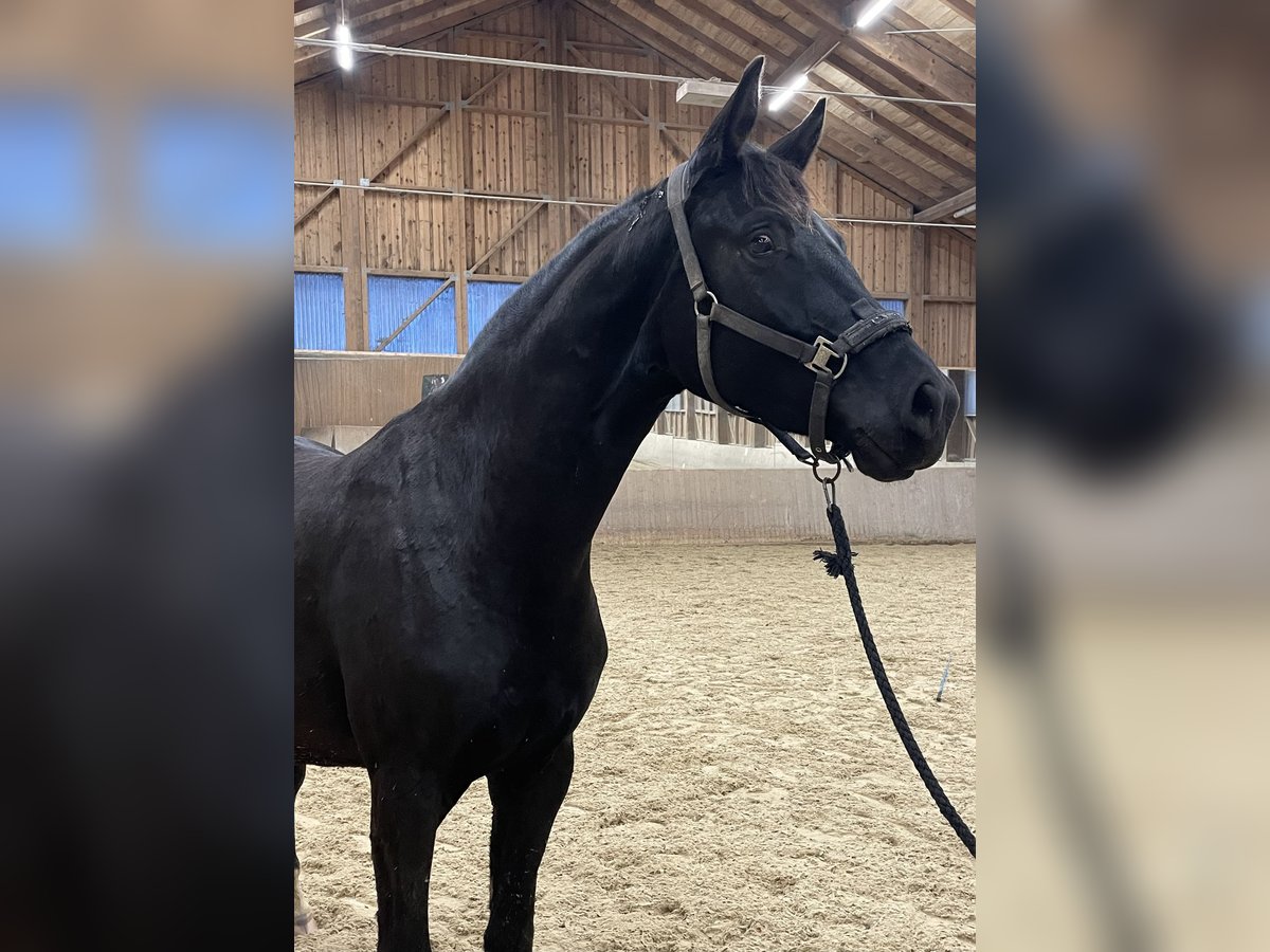 Österreichisches Warmblut Stute 2 Jahre 167 cm Rappe in Mehrnbach