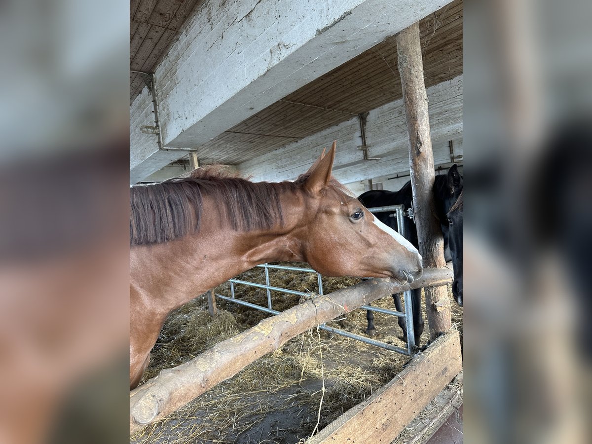 Österreichisches Warmblut Stute 2 Jahre 172 cm Fuchs in Katzenberg
