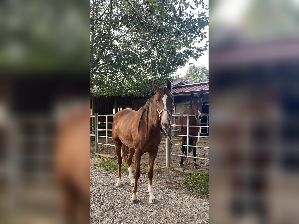 Österreichisches Warmblut Stute 3 Jahre 164 cm Fuchs in Innsbruck