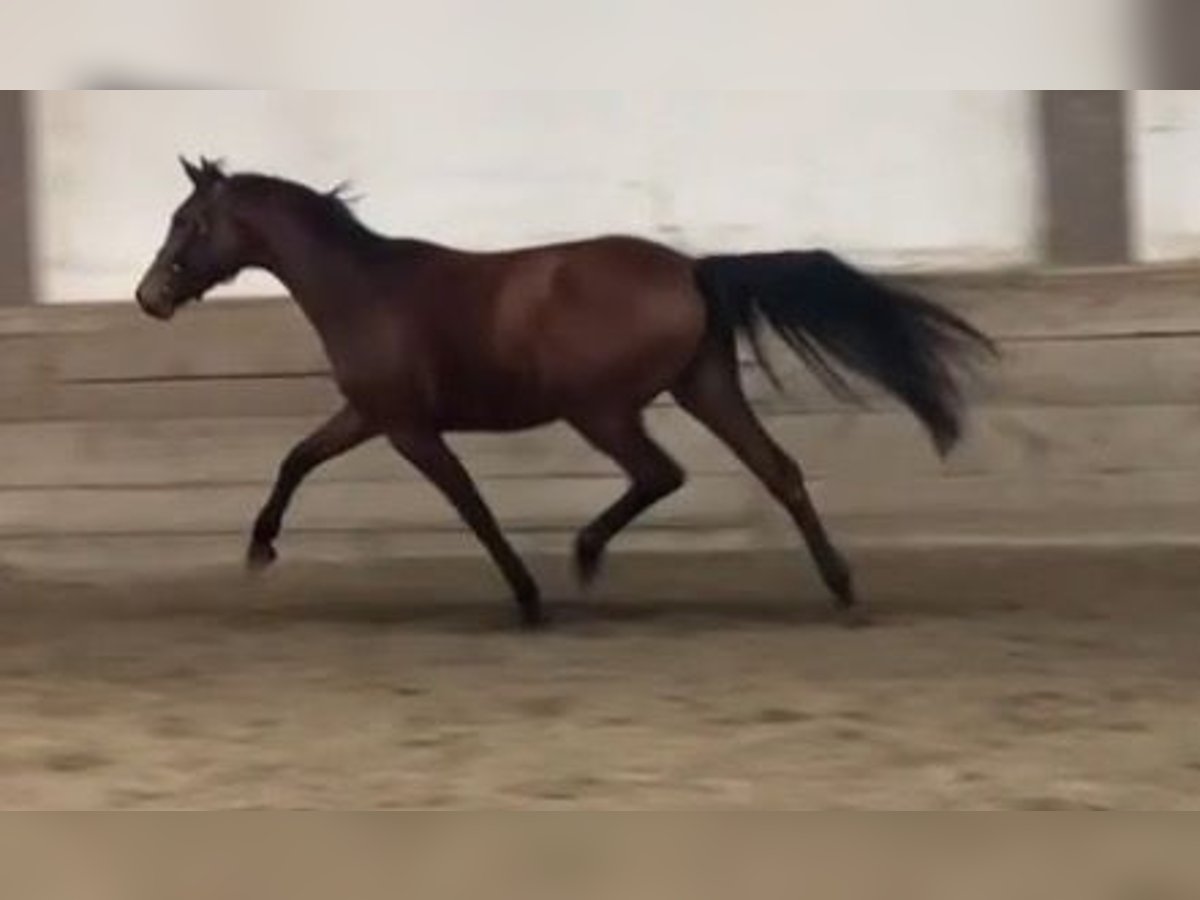 Österreichisches Warmblut Stute 3 Jahre 165 cm Brauner in Podersdorf am See