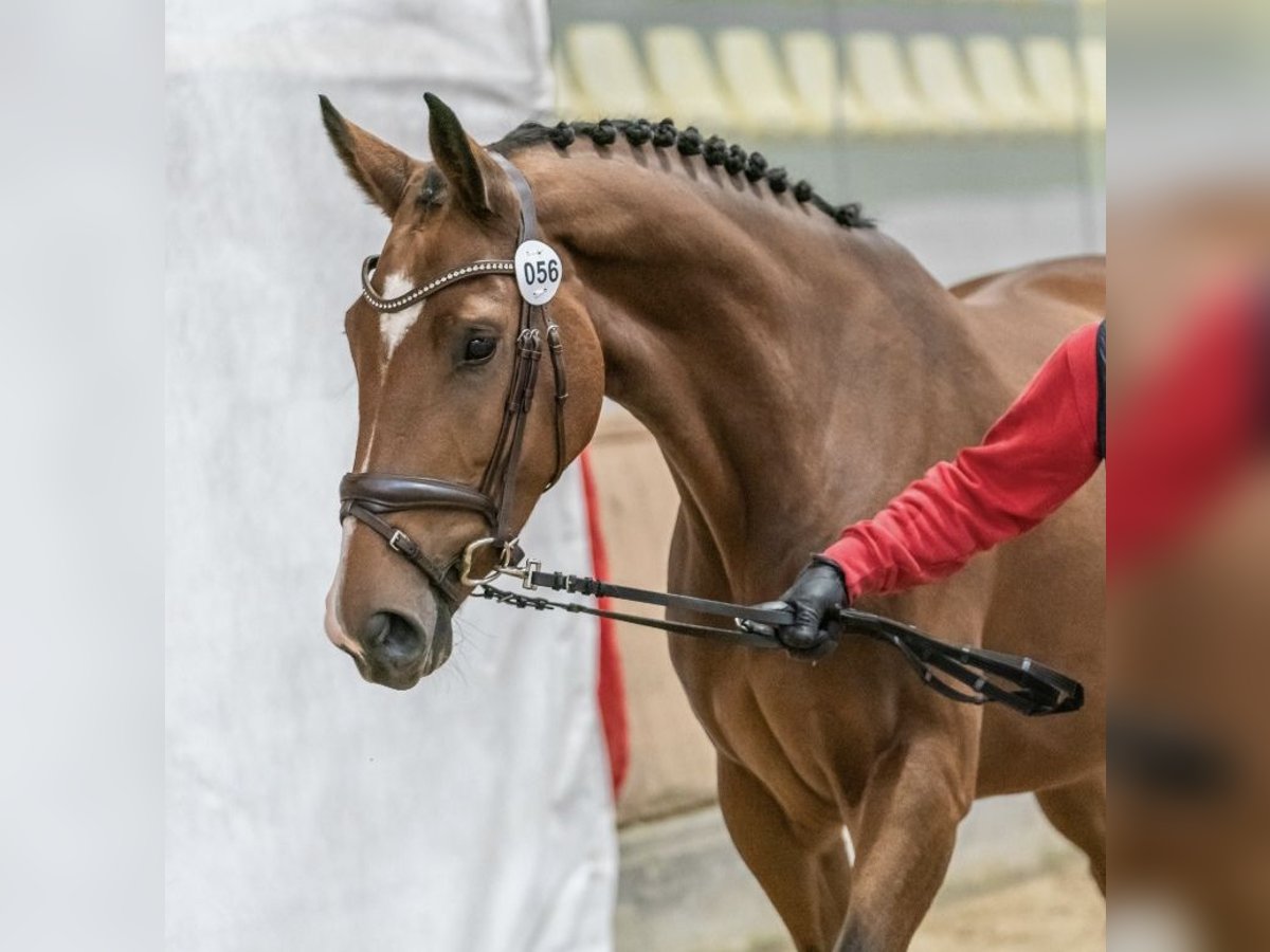 Österreichisches Warmblut Stute 3 Jahre 165 cm Brauner in Bra