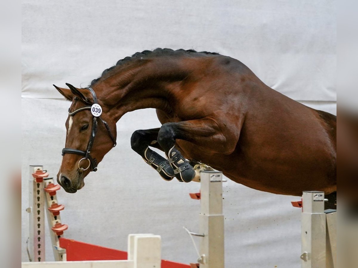Österreichisches Warmblut Stute 3 Jahre 165 cm Brauner in Haselbach Österreichisches Warmblut Stute 3 Jahre 165 cm Brauner in Haselbach