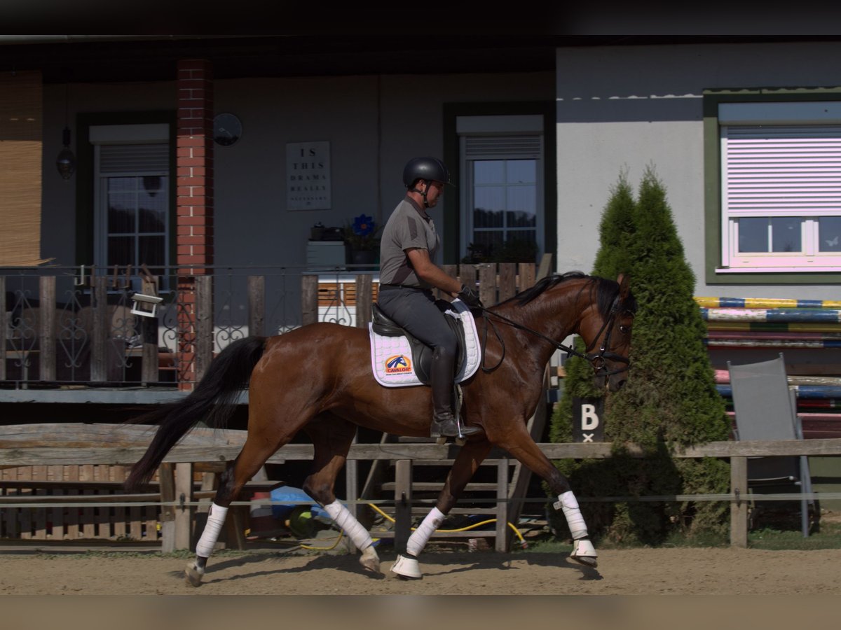 Österreichisches Warmblut Stute 3 Jahre 167 cm Brauner in St Marein bei Graz