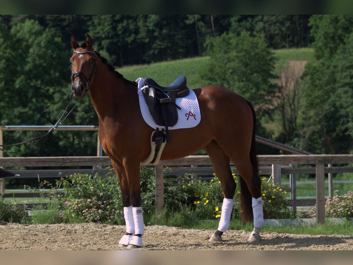 Österreichisches Warmblut Stute 3 Jahre 167 cm Brauner in St Marein bei Graz