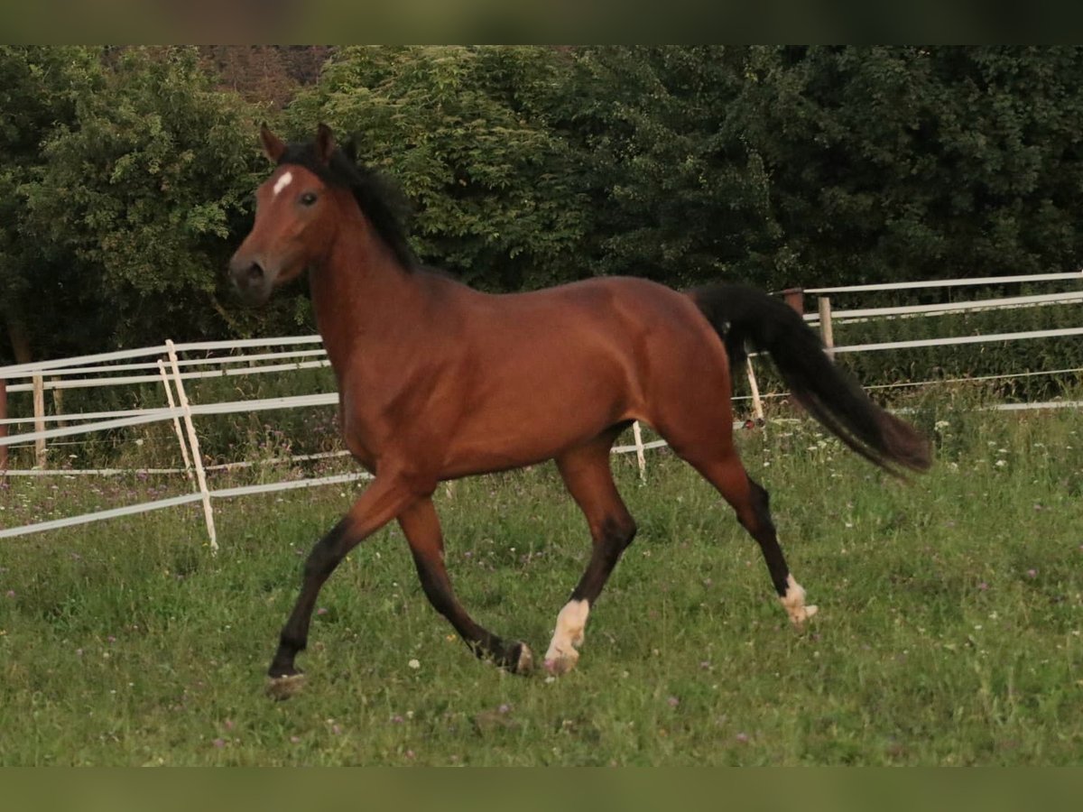Österreichisches Warmblut Stute 3 Jahre 168 cm Brauner in STRA&#xDF;WALCHEN