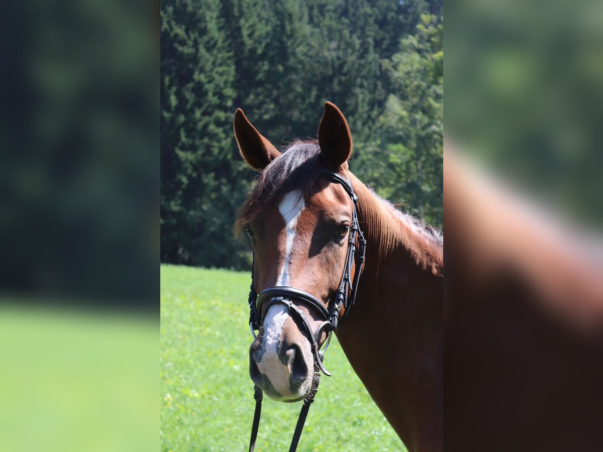 Österreichisches Warmblut Stute 3 Jahre 169 cm Dunkelfuchs in Arriach