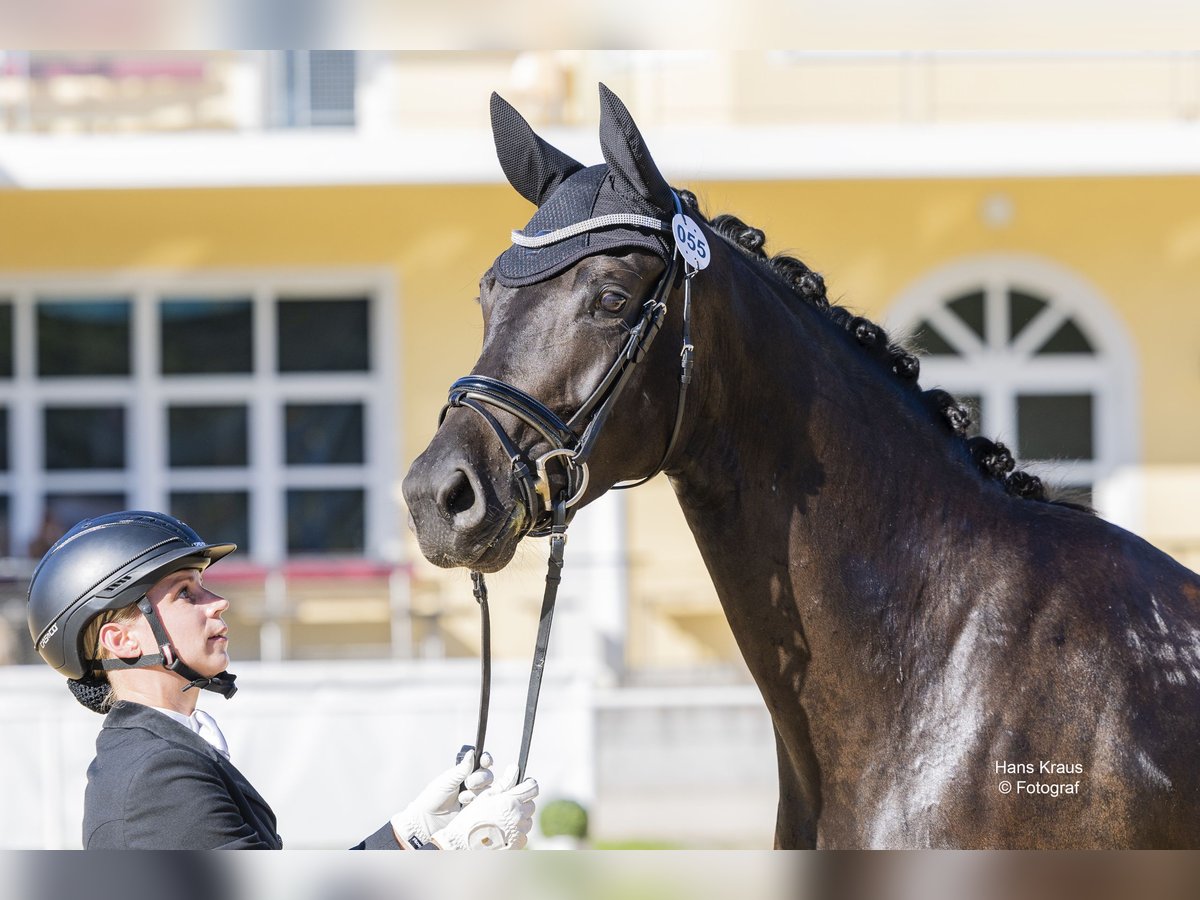 Österreichisches Warmblut Stute 3 Jahre 169 cm Schwarzbrauner in Z&#xF6;fing