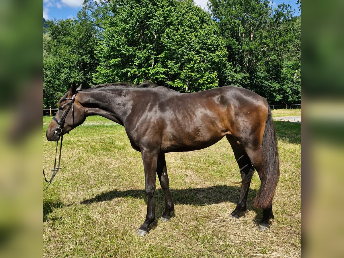 Österreichisches Warmblut Stute 3 Jahre 170 cm Dunkelbrauner in Admont