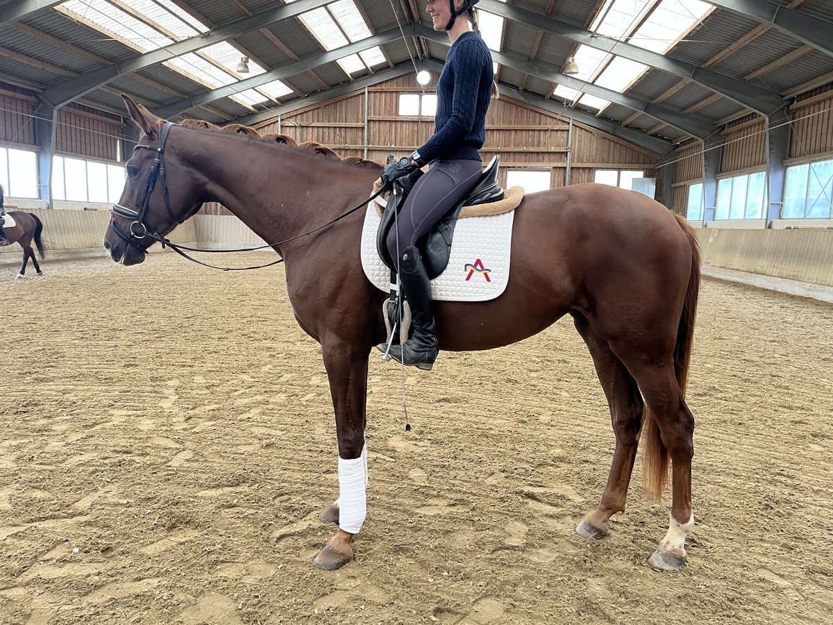 Österreichisches Warmblut Stute 3 Jahre 170 cm Dunkelfuchs in Heiligenkreuz Österreichisches Warmblut Stute 3 Jahre 170 cm Dunkelfuchs in Heiligenkreuz