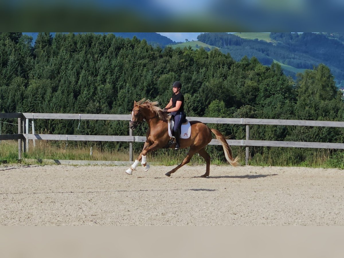Österreichisches Warmblut Stute 3 Jahre 170 cm Dunkelfuchs in Garsten