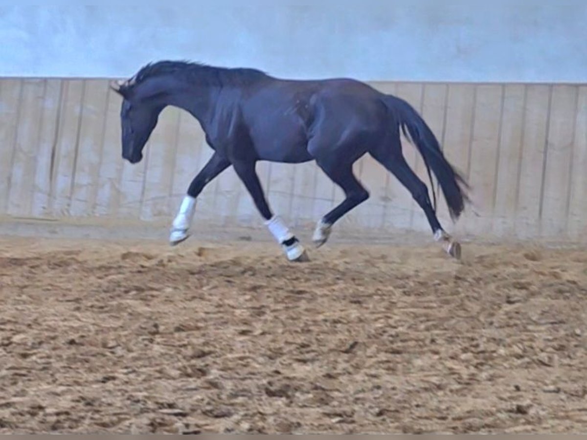 Österreichisches Warmblut Stute 3 Jahre 172 cm Rappe in Wolfsbach