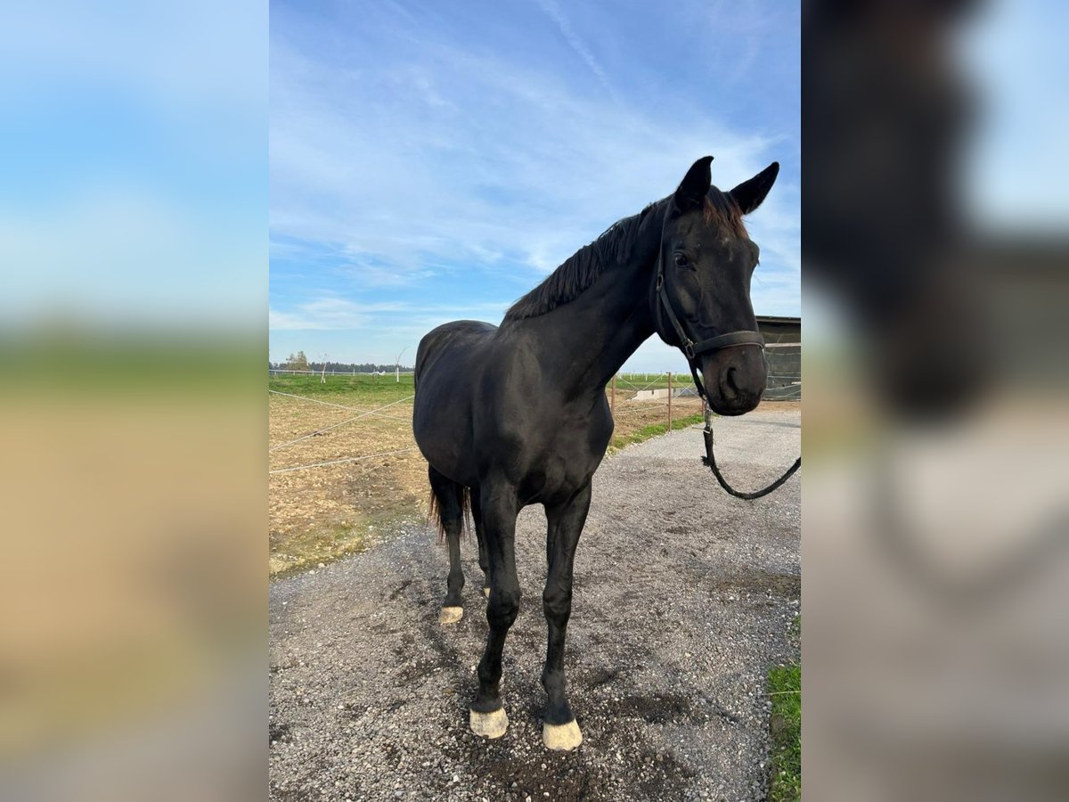 Österreichisches Warmblut Stute 3 Jahre 178 cm Rappe in Weistrach