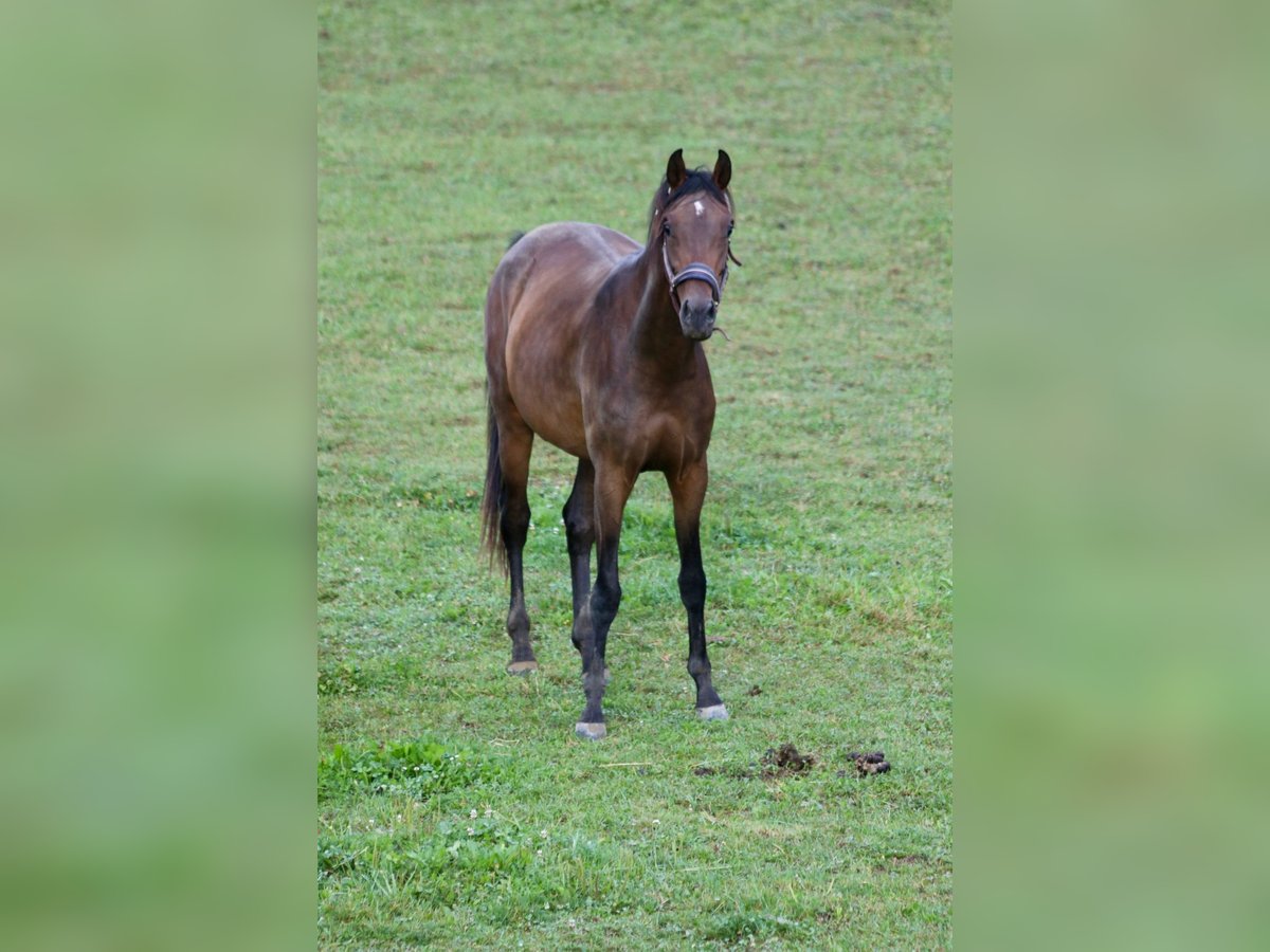 Österreichisches Warmblut Stute 3 Jahre Brauner in Wies Österreichisches Warmblut Stute 3 Jahre Brauner in Wies