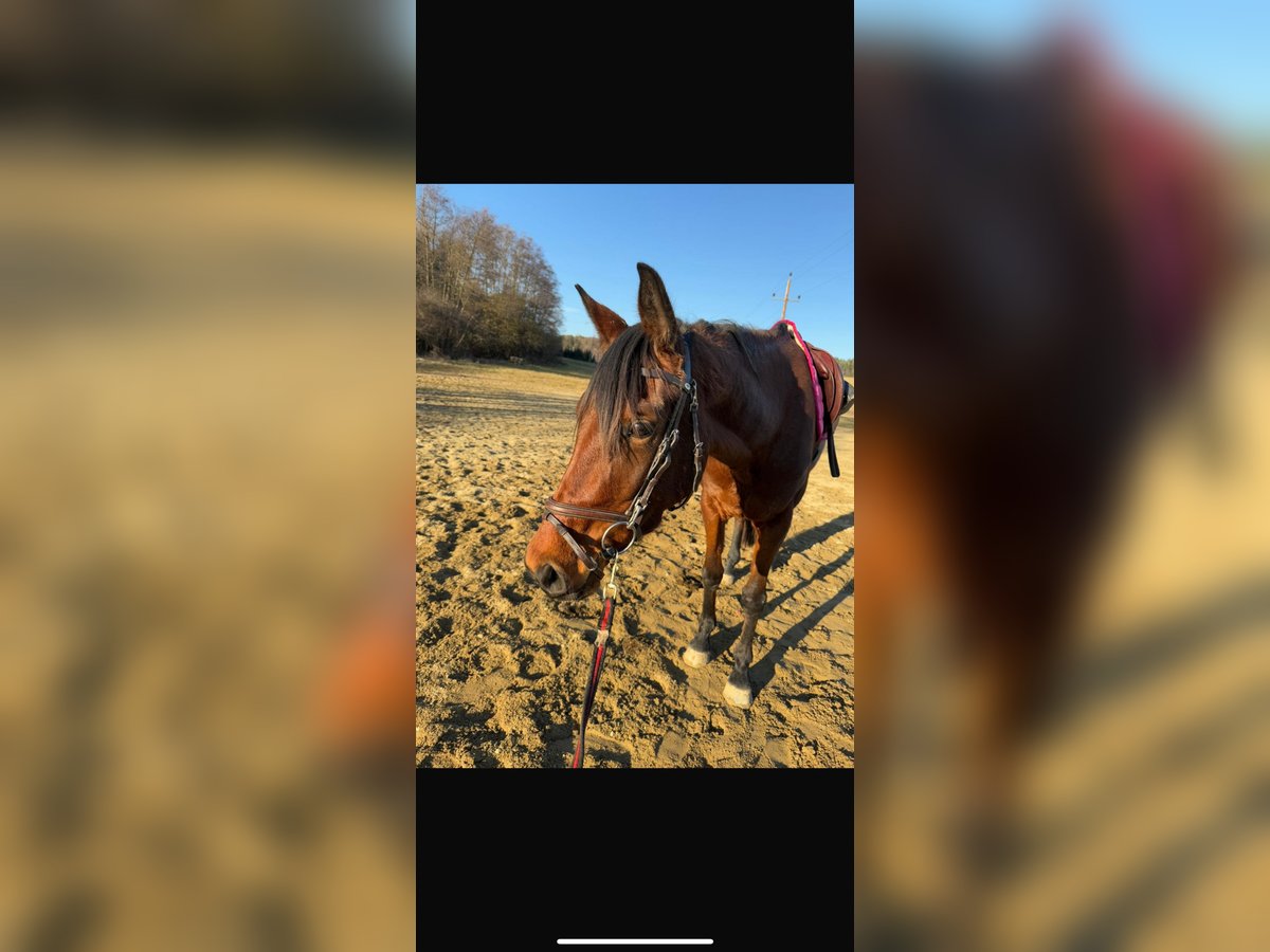 Österreichisches Warmblut Stute 4 Jahre 160 cm Brauner in Bad Blumau