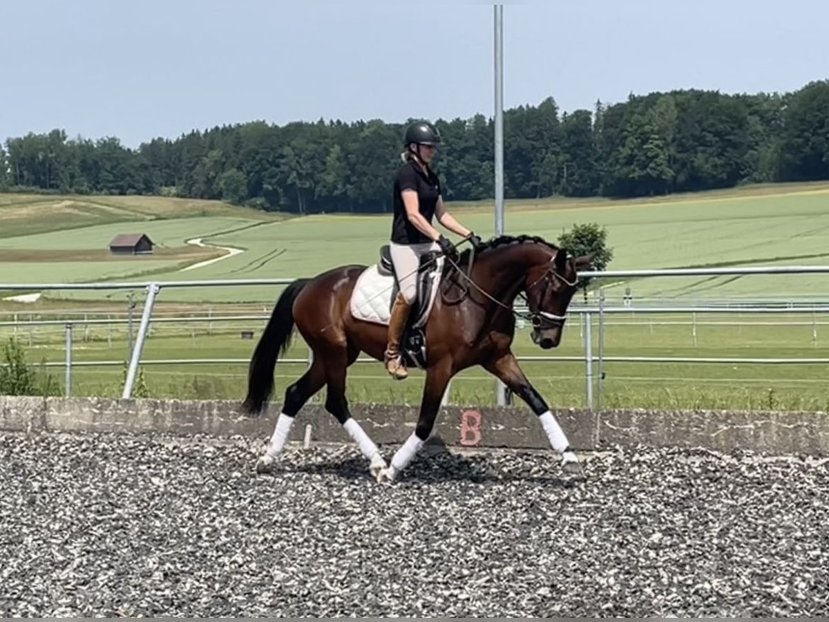 Österreichisches Warmblut Stute 4 Jahre 160 cm Dunkelbrauner in Ohlsdorf