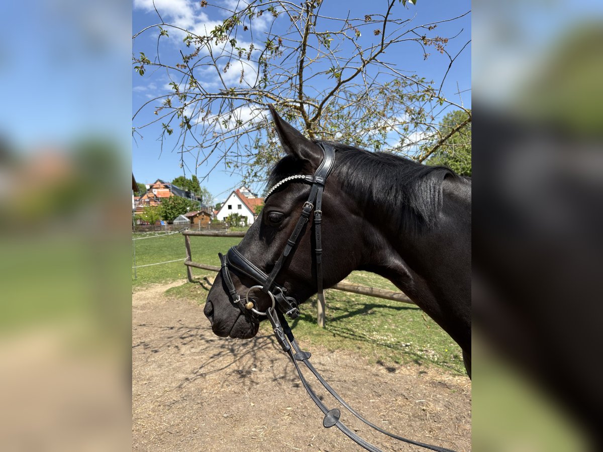 Österreichisches Warmblut Stute 4 Jahre 160 cm Dunkelbrauner in Schrobenhausen