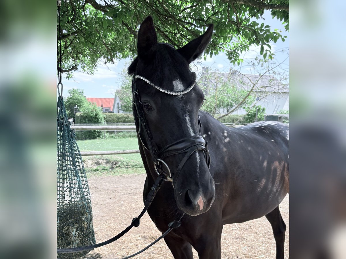 Österreichisches Warmblut Stute 4 Jahre 160 cm Dunkelbrauner in Schrobenhausen