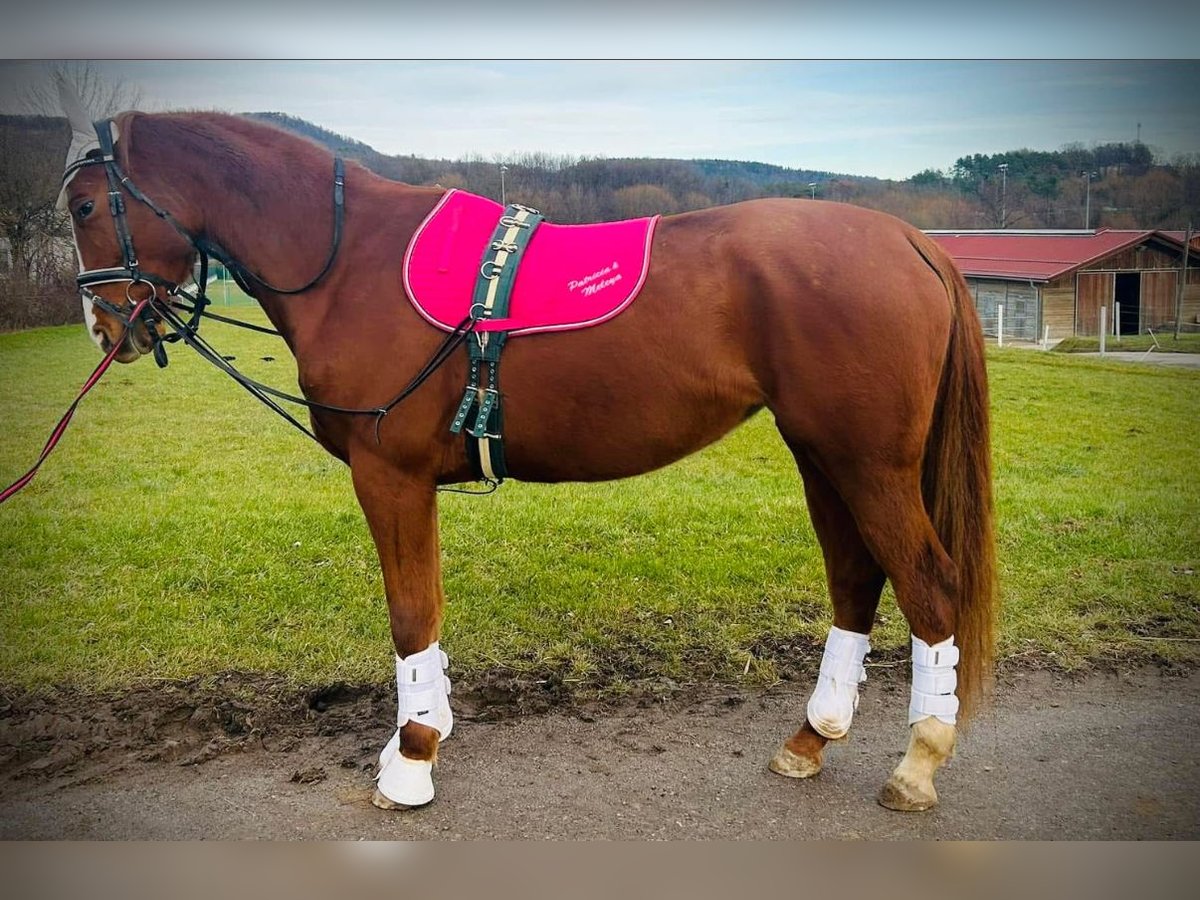 Österreichisches Warmblut Stute 4 Jahre 164 cm Fuchs in Sittendorf