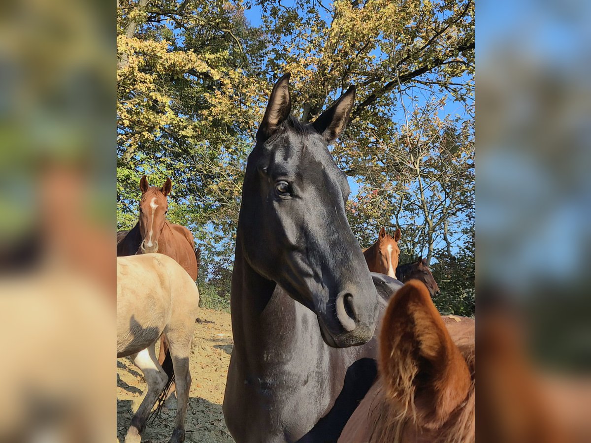 Österreichisches Warmblut Stute 4 Jahre 165 cm Rappe in Rudersdorf