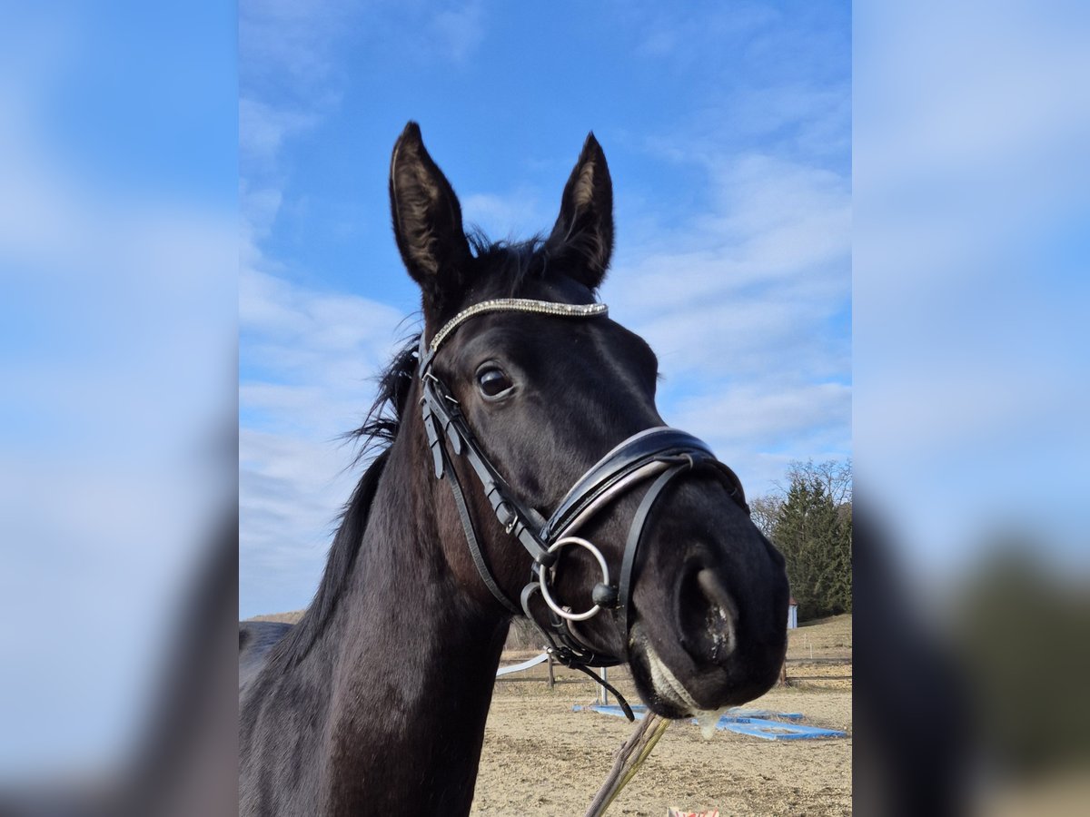 Österreichisches Warmblut Stute 4 Jahre 165 cm Rappe in Rudersdorf