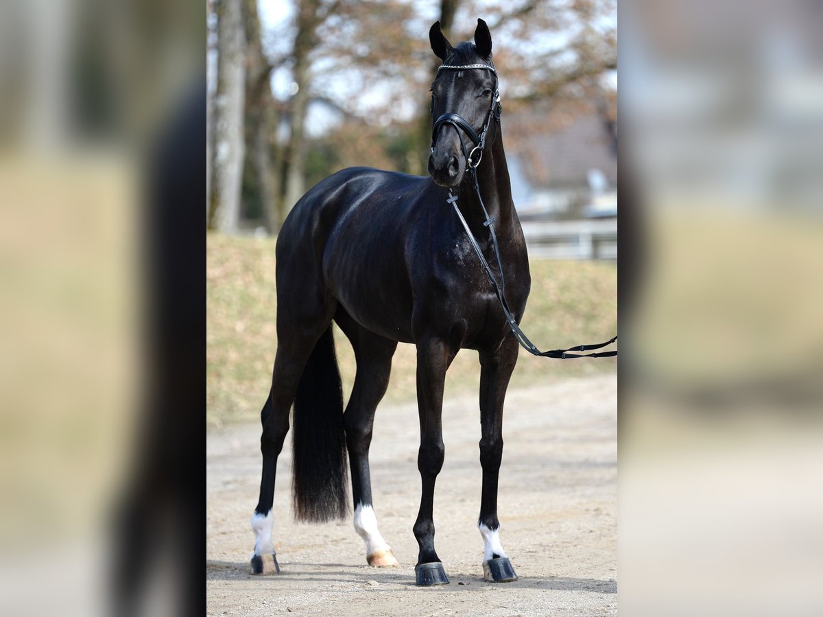 Österreichisches Warmblut Stute 4 Jahre 167 cm Rappe in Stadl-Paura