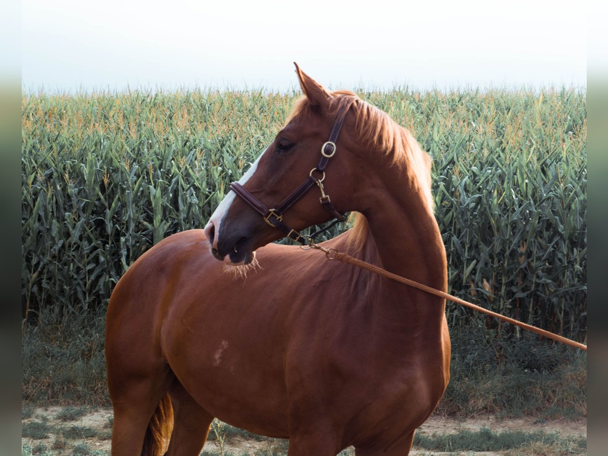 Österreichisches Warmblut Stute 4 Jahre 169 cm Fuchs in Weilbach