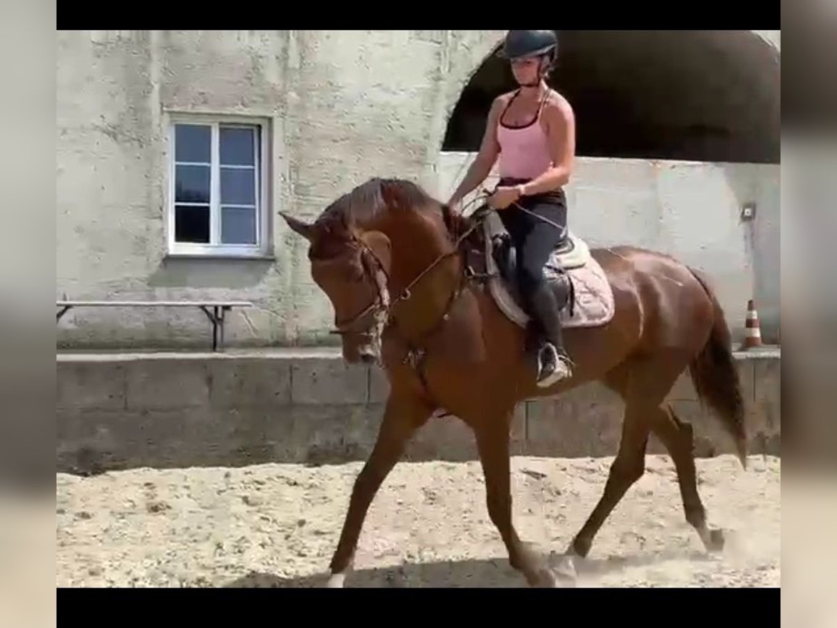 Österreichisches Warmblut Stute 4 Jahre 170 cm Dunkelfuchs in Waldhausen