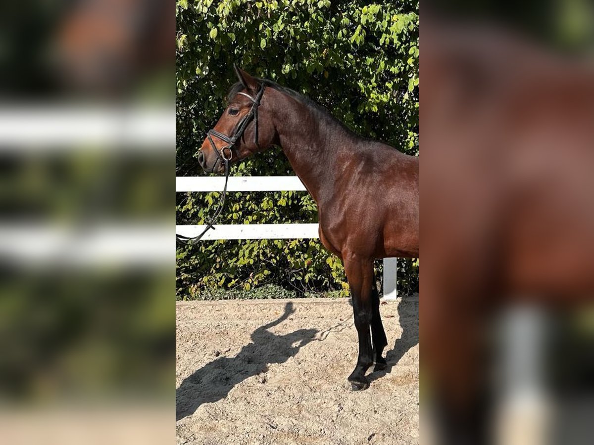 Österreichisches Warmblut Stute 5 Jahre 169 cm Brauner in Loiching