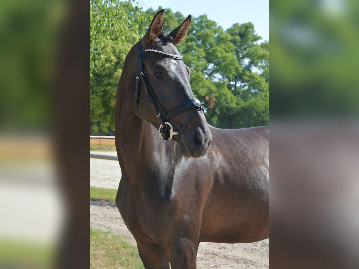 Österreichisches Warmblut Stute 5 Jahre 169 cm Rappe in M&#xFC;nchen