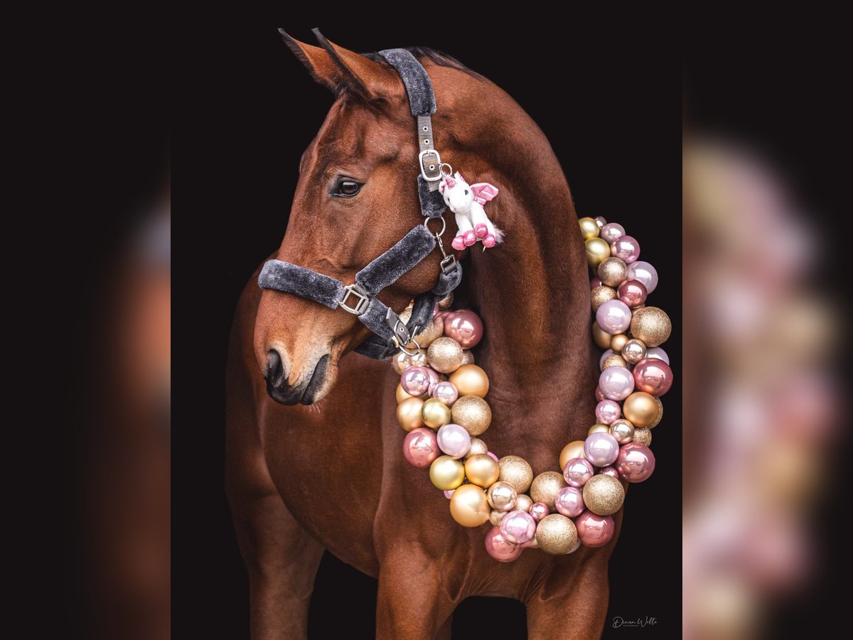 Österreichisches Warmblut Stute 5 Jahre 173 cm Brauner in Possau