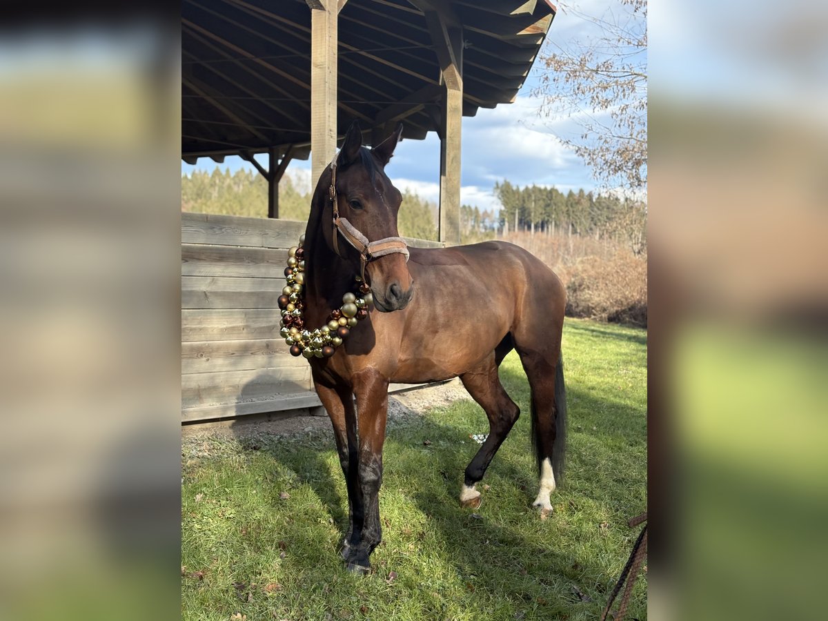 Österreichisches Warmblut Stute 5 Jahre 175 cm Brauner in Feldbach