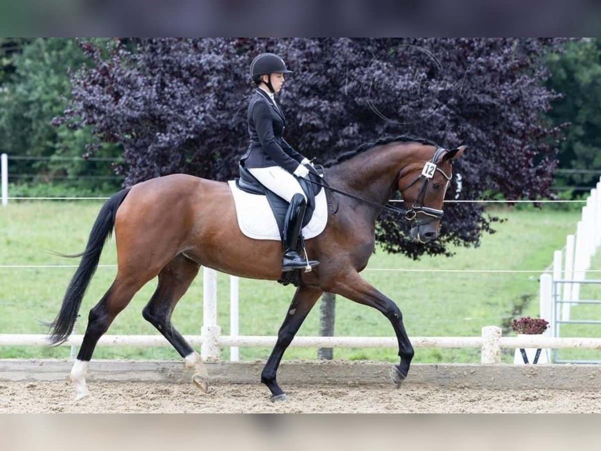 Österreichisches Warmblut Stute 5 Jahre Brauner in Gössendorf