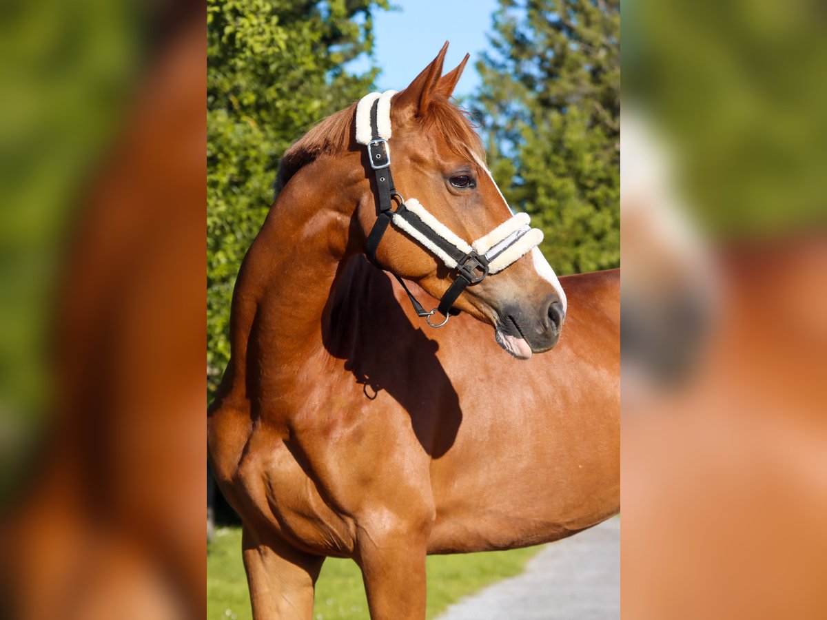 Österreichisches Warmblut Stute 6 Jahre 162 cm Fuchs in Götzendorf an der Leitha