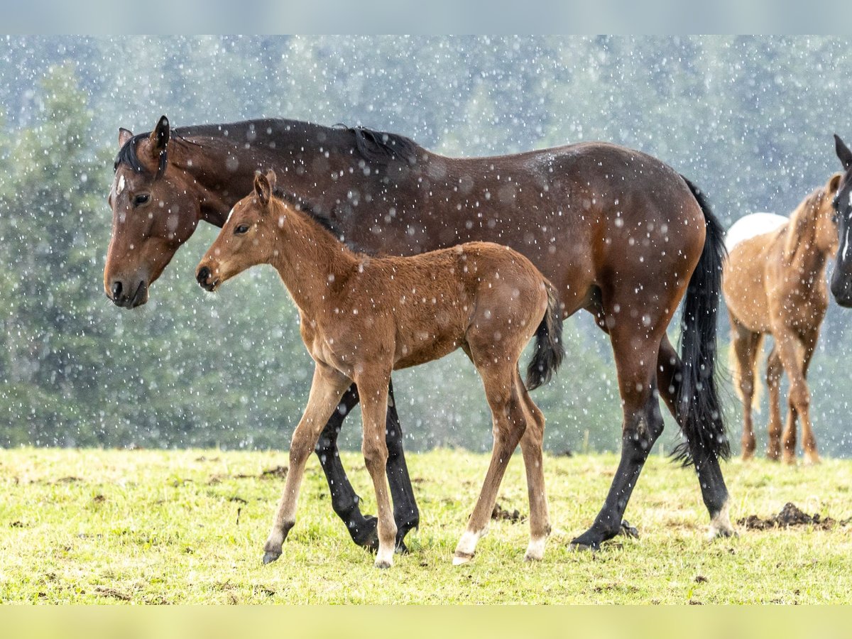 Österreichisches Warmblut Stute 6 Jahre 163 cm Brauner in Birkfeld