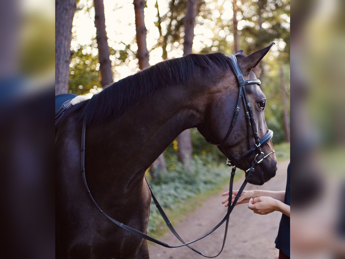 Österreichisches Warmblut Stute 6 Jahre 165 cm Schwarzbrauner in Wien, Donaustadt