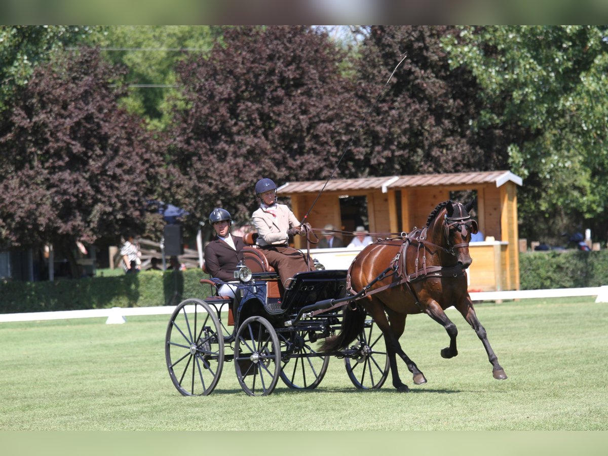 Österreichisches Warmblut Stute 6 Jahre 167 cm Brauner in St Marein bei Graz
