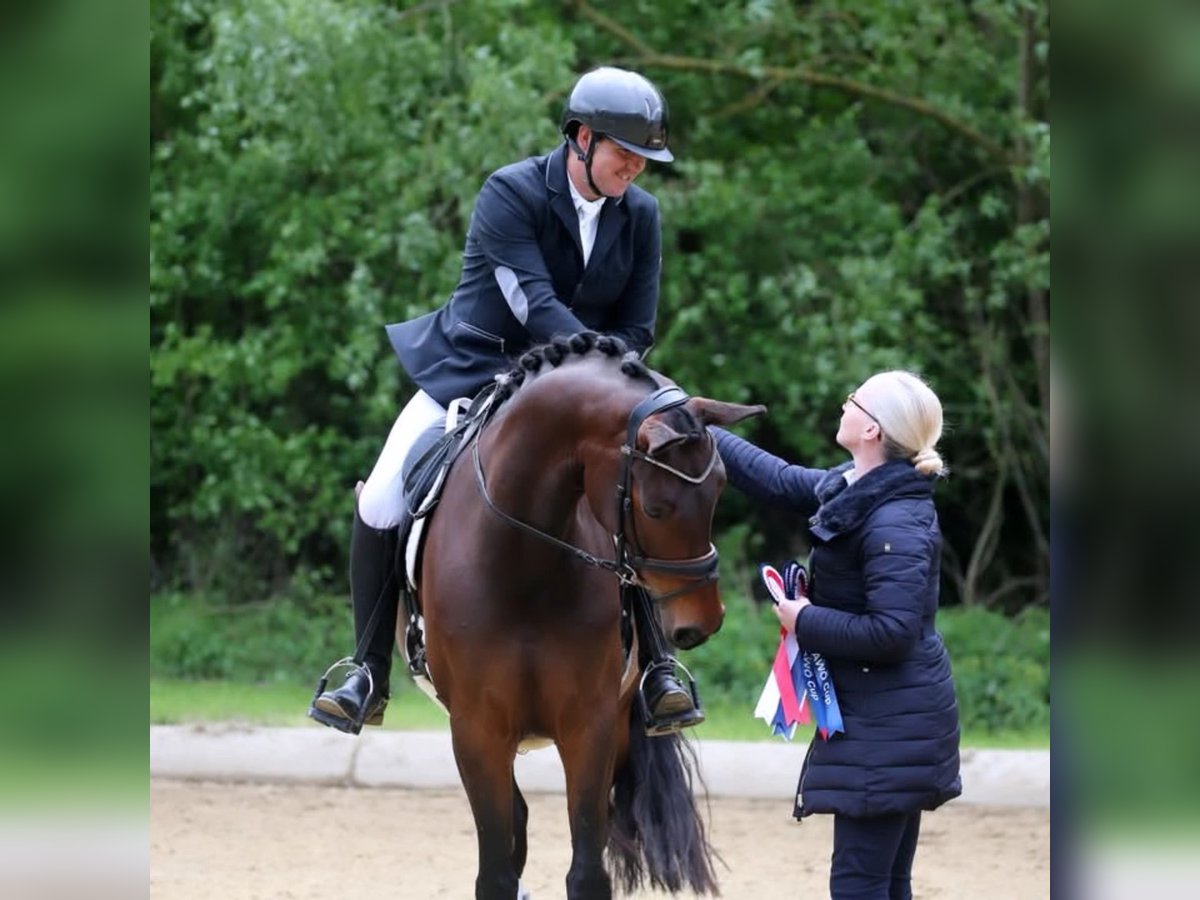 Österreichisches Warmblut Stute 6 Jahre 167 cm Brauner in St Marein bei Graz