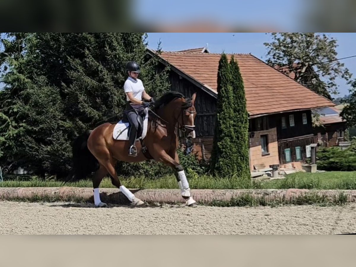 Österreichisches Warmblut Stute 6 Jahre 168 cm Brauner in Mehrnbach